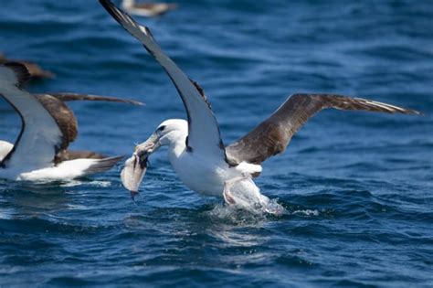 10 Soaring Facts About Albatrosses Mental Floss