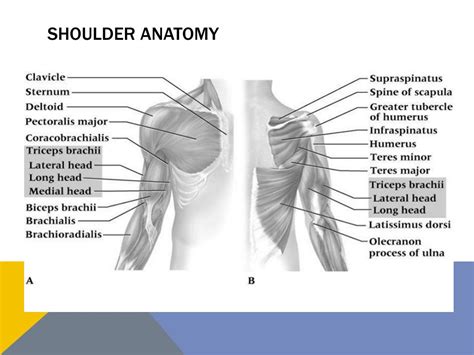 Ppt Shoulder Complex Powerpoint Presentation Free Download Id2051196