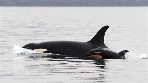 New Orca Calf Born To Endangered Southern Resident Pod Cbc News