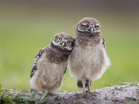 Photos Bird Burrowing Owl Cute Two Animal 1600x1200