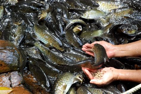 Penggemar ikan air tawar sehingga menjadi kegilaan kaki pancing, ikan hiasan malahan ada yang dijadikan sebagai sumber protein atau hidangan eksotik. Penternak Ikan Kelah Di Gua Musang Kerugian RM36,000 ...