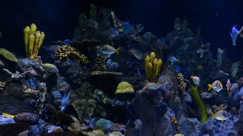 Best Rocks For Freshwater Aquarium 2021
