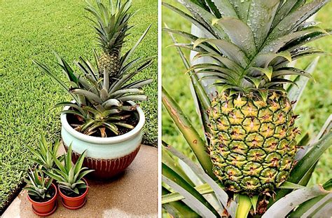 How To Grow A Pineapple In A Pot The Plant Guide