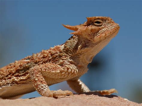 Desert Animals Horned Lizards Information And Wallpapers