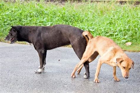 Why Dogs Get Stuck During Mating And Why You Should Not Hit Them During