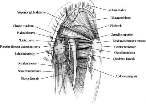 Relation Of The Sciatic Nerve To The Muscles Of The Buttock And Upper