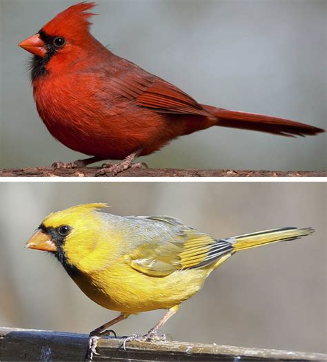How Birds Turn Red Cardinal Birds Red Birds Colorful Birds Love