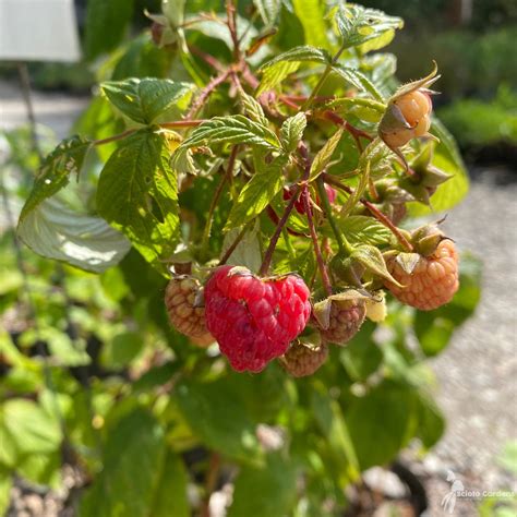 Rubus Idaeus Heritage 2 Heritage Raspberry Scioto Gardens Nursery