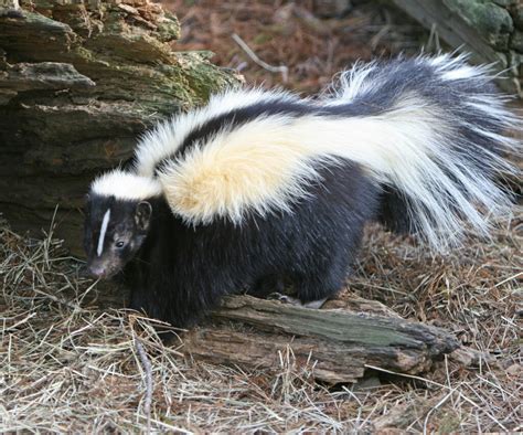 Look Out For Skunks Midstate Wildlife Solutions