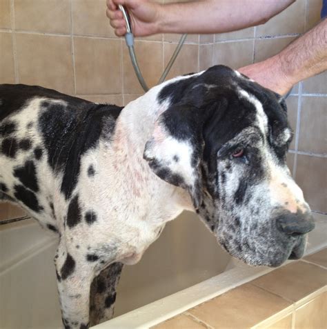 Ruff Living Va Dog Rescue Dane Problems