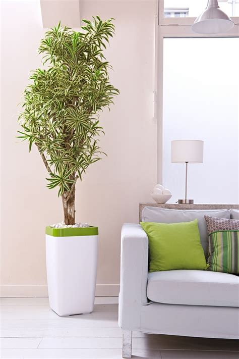 We did not find results for: Plantas de interior resistentes varias opciones