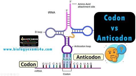 Difference Between Codon And Anticodon With Examples Youtube
