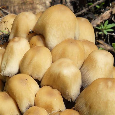 Gymnopilus Sp Pics Repost Mushroom Hunting And