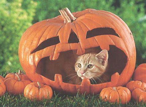 Oh No The Great Pumpkin Swallowed The Kitty Pumpkin Wallpaper Halloween Cat Cat Wallpaper