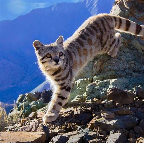 Wildlife Conservation Network — Andean Cats Are Kind Of Like Unicorns