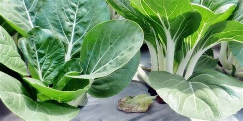 Brassica Juncea Adalah Taka Vegetable