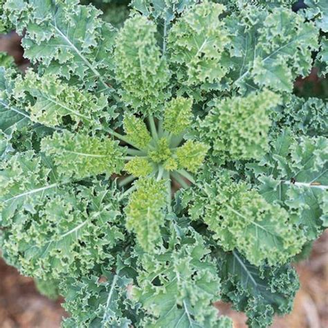 Buy Kale Seeds — San Diego Seed Company