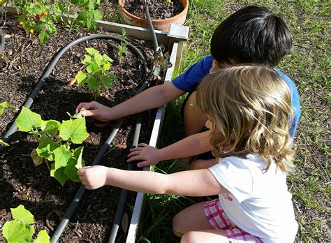Gardening With Kids Ufifas Extension Pinellas County