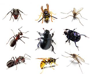 Whether it's for homes, commercial structures, or industry. Insect Control Lafayette, New Iberia & Youngsville ...