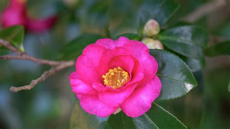 Growing Pruning And Caring For Camellias Bunnings Australia