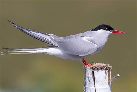 Arctic Tern By Martin Loftus Birdguides