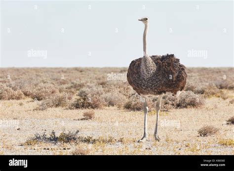 South African Ostrich Struthio Camelus Australis Standing In