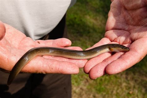 Monitoring American Eels With The U S Fish And Wildlife Service