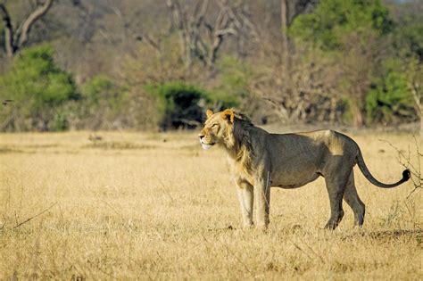 Inside The Pioneering Botswana Safari Lodge With An All Female Guiding Team Nuvo