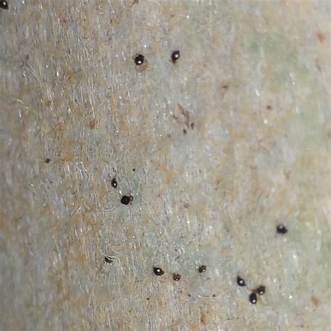I did notice black stuff inside the air conditioner in the bedroom which when wiped almost looks like the bugs, but thousands all stuck together. Tiny black beetles two white spots | 420 Magazine