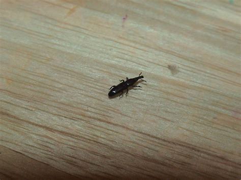 The site owner hides the web page description. 家 虫 - homuinteria.com