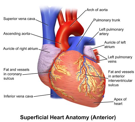 Heart Anatomy Wallpapers Wallpaper Cave