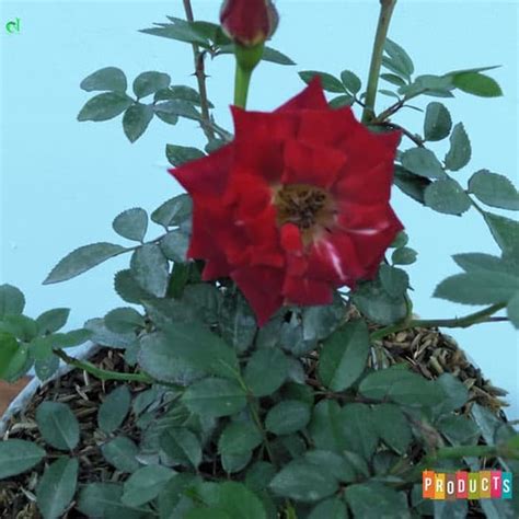 Yang menarik adalah, buah bunga matahari sering disebut 'biji' bunga matahari, karena memiliki ciri buah kering berdinding agak keras dan sulit dibedakan ciri yang paling nampak dari jenis ini tentu warnanya yang merah cerah sedikit orange. Paling Bagus 13+ Foto Bunga Warna Merah - Gambar Bunga Indah