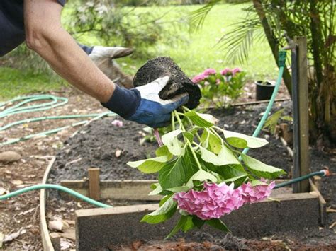 Planting And Transplanting Hydrangeas The Complete Guide Plant Index