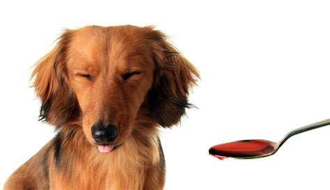 With a variety of meats, vegetables, fruits, and more, nature's blend is not only good for your dog, it also tastes great. Dog Nutrition | Dog Health | Dr. Marty Pets