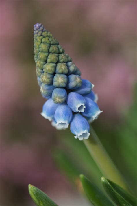 Potted Muscari Plant Care Tips Flower Press