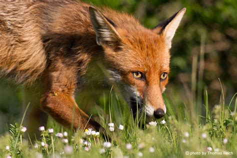 Image Stock Photo Red Fox With Hunted Egg Thomas Reich Bilderreich