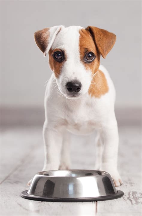 This means refraining from cheaper dog foods that contains fillers and sugars rather than high quality nutrients. Best Puppy Food - A Guide To Choosing A Good Dog Food For ...