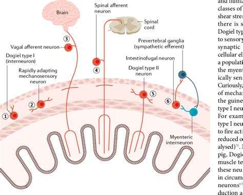 Types Of Sensory Neurons