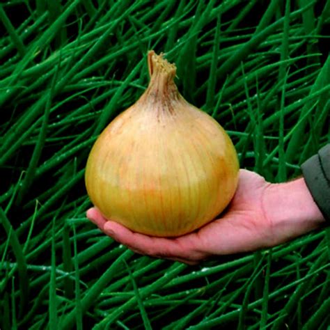 Rare Seeds Goliath Giant Onion Seeds