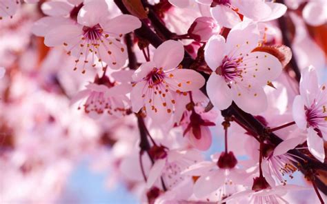 Maybe you would like to learn more about one of these? Top 10 Most Beautiful Flowers in the World | by David ...