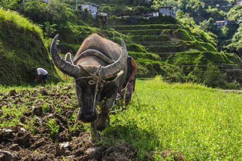Help others see what cannot be seen; Water Buffalo Plowing Through the Rice Terraces of Banaue, Northern Luzon, Philippines ...