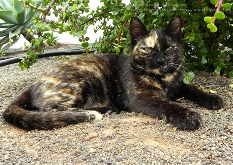 Friendly Lanzarote Feral Cats Need Homes The Mad Cat Lady