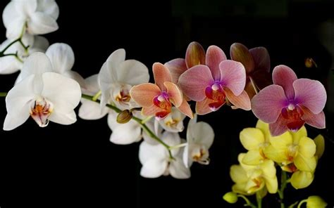 We did not find results for: 7 Best Selling Flowers As a Gift In Philippines