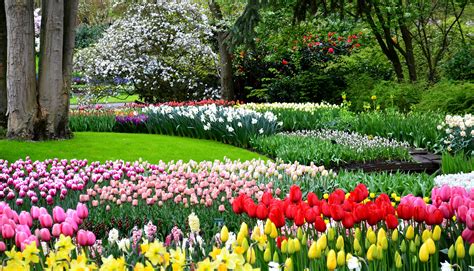 Tiptoe Through The Tulips In Keukenhof Gardens In The Netherlands