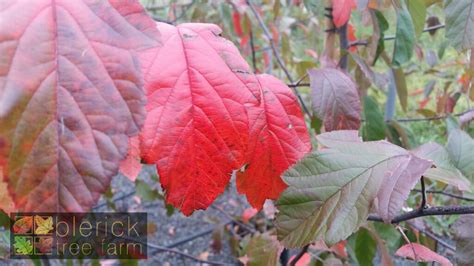 Malus Ioensis Rubra Red Flowering Crab Apple Blerick Tree Farm