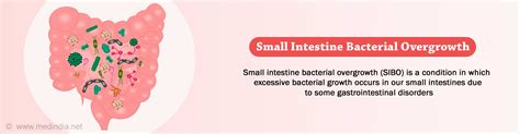 Small Intestine Bacterial Overgrowth Sibo Blind Loop Syndrome