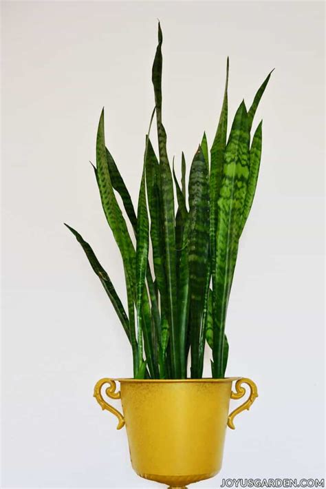 Snake Plant Care How To Grow This Diehard Houseplant