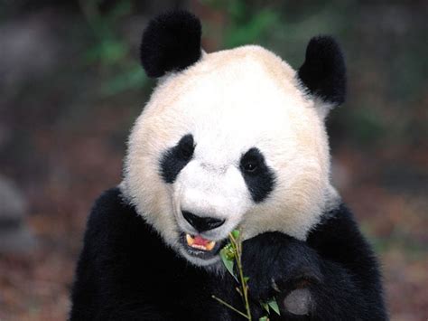 Animales En El Planeta El Oso Panda O Panda Gigante Ailuropoda