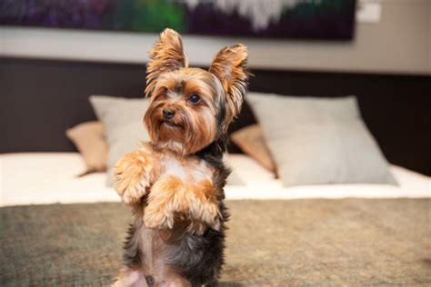 Check out our comparison table for the best food for yorkies. Food Training for Yorkies - The Yorkie Times | Yorkshire ...