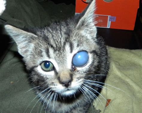 coff a cuppe blue eyed kitten